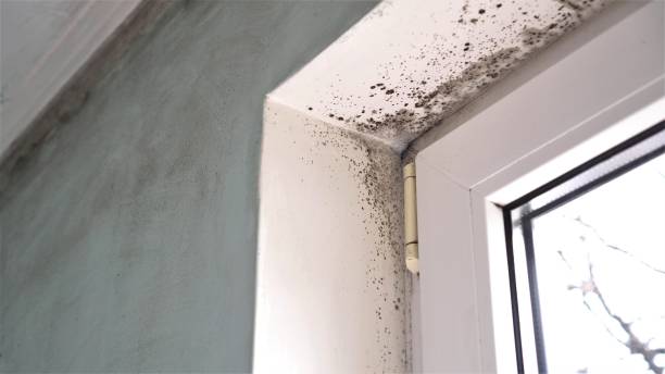 Best Professional Mold Removal  in Lake Panasoffkee, FL