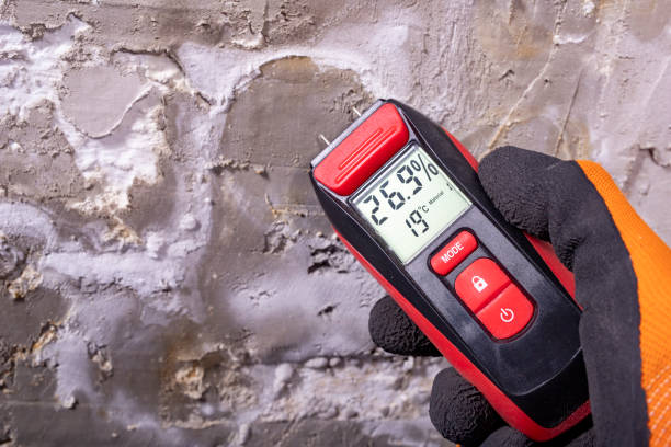 Best Fast Mold Removal  in Lake Panasoffkee, FL
