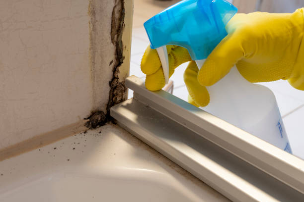 Best Mold Cleaning Services  in Lake Panasoffkee, FL