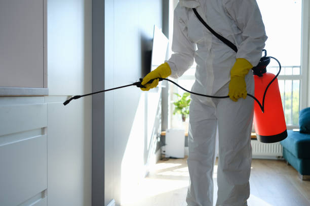Best Mold Removal Company Near Me  in Lake Panasoffkee, FL