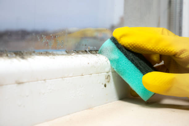 Best Best Mold Removal Companies  in Lake Panasoffkee, FL
