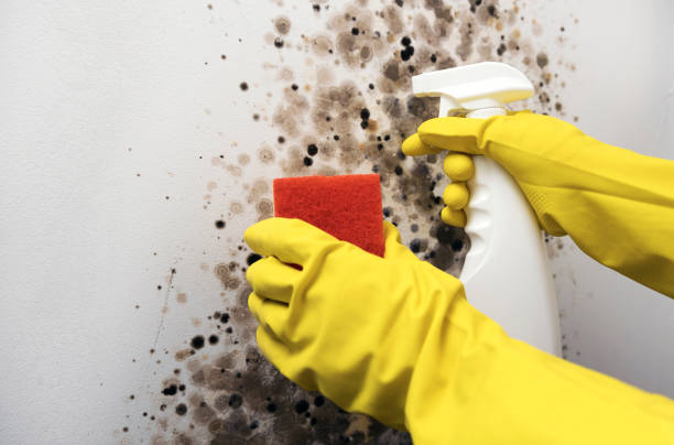 Best Emergency Mold Removal  in Lake Panasoffkee, FL