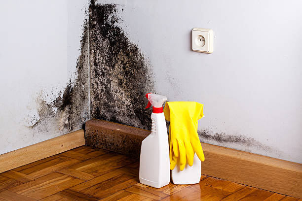 Best Mold Removal Company Near Me  in Lake Panasoffkee, FL