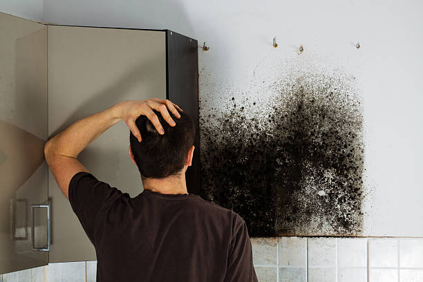 Best Mold Cleaning Services  in Lake Panasoffkee, FL