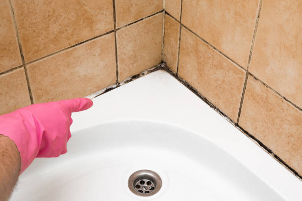 Best Mold Removal Specialists  in Lake Panasoffkee, FL
